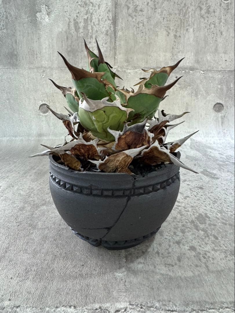 精品黒刺厳龍 XZL産 チタノタ アガベ kikko broken 鉢付