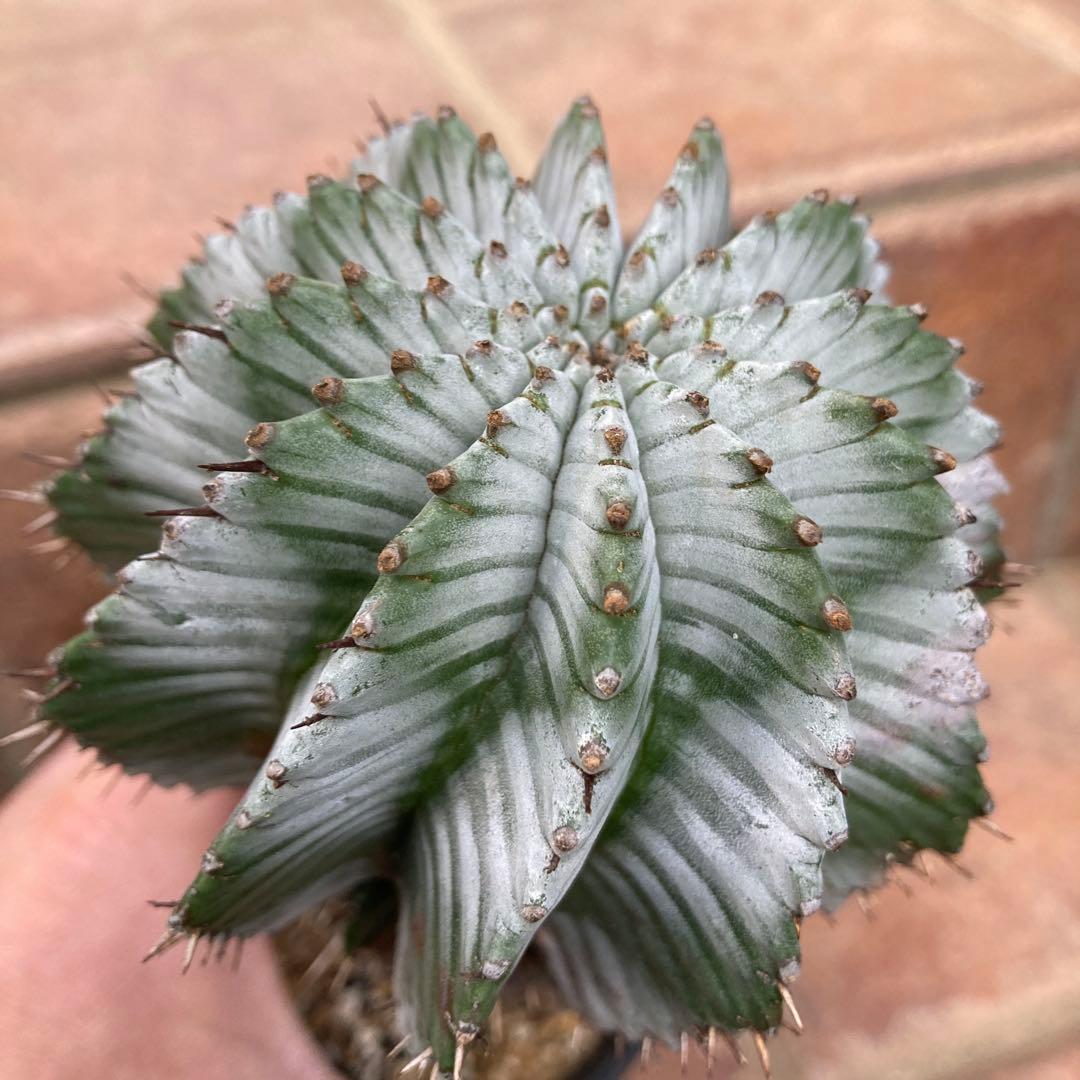 ユーフォルビア　ホリダ