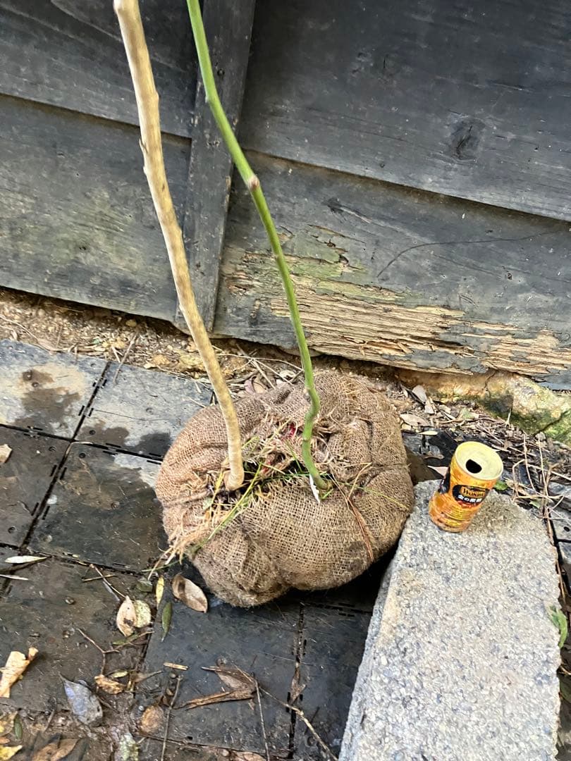 山採り　マンサク　ヤマモミジ　混合株