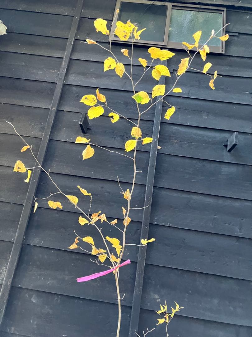 山採り　マンサク　ヤマモミジ　混合株