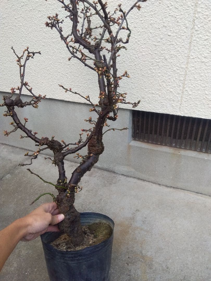 雲龍梅　古木　白花　７号ポットつき　特大❗　②