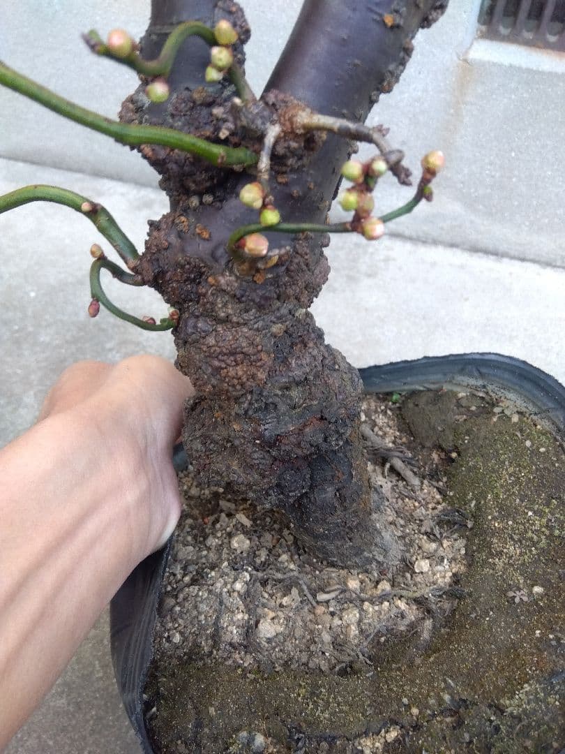 雲龍梅　古木　白花　７号ポットつき　特大❗　②