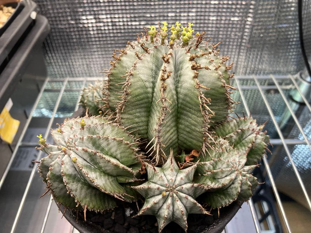 ユーフォルビア ホリダ　白衣ホリダ群生