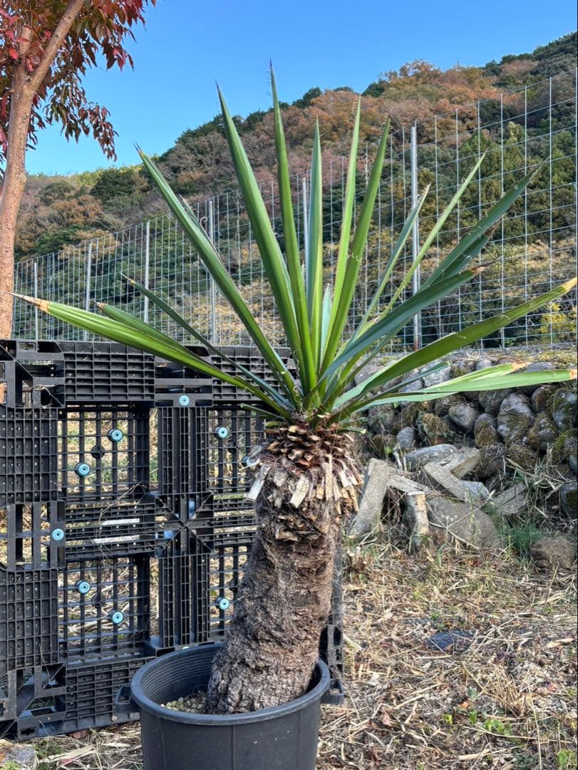 幹太【ユッカ ファクソニアーナ】発根済　ロストラータ、カルネロサーナ好きに