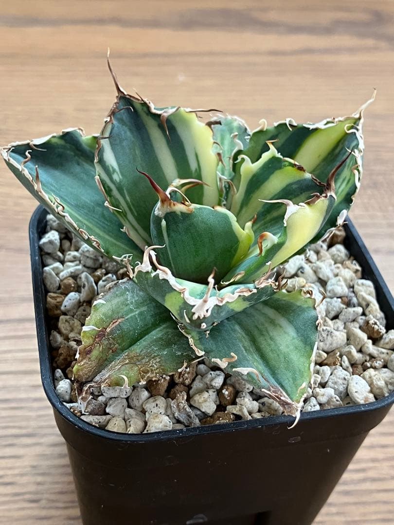 【鉢ごと発送】特大　美株　縞斑　アガべ　チタノタ　白鯨錦　TC