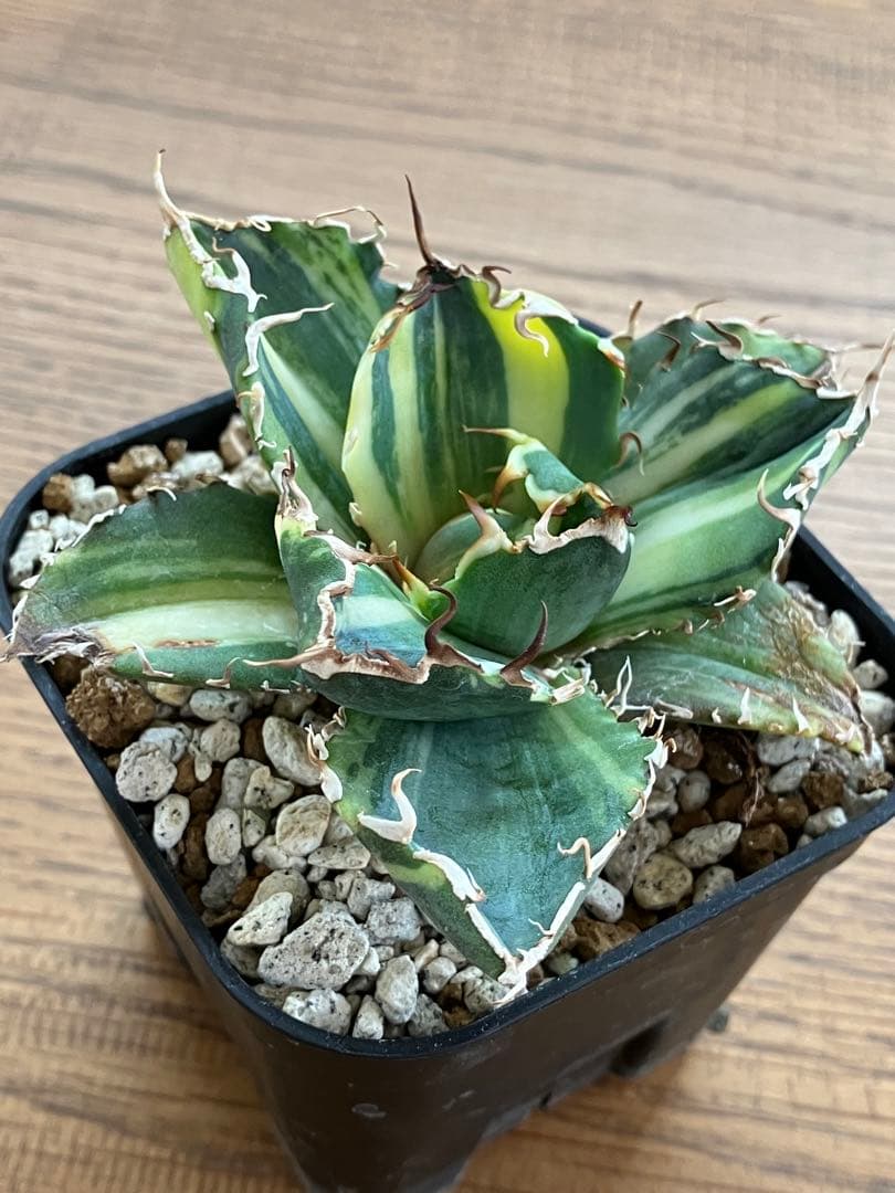 【鉢ごと発送】特大　美株　縞斑　アガべ　チタノタ　白鯨錦　TC