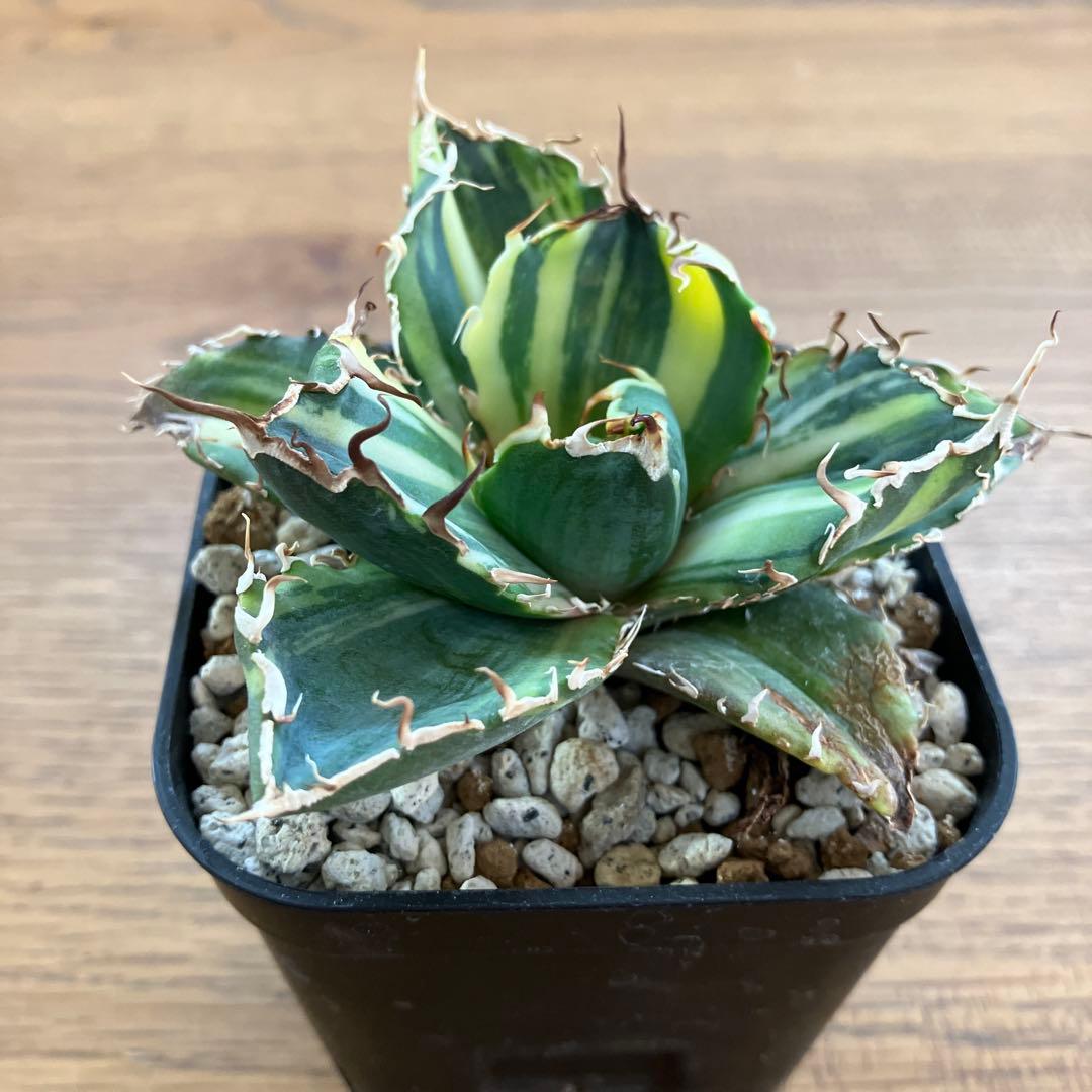 【鉢ごと発送】特大　美株　縞斑　アガべ　チタノタ　白鯨錦　TC