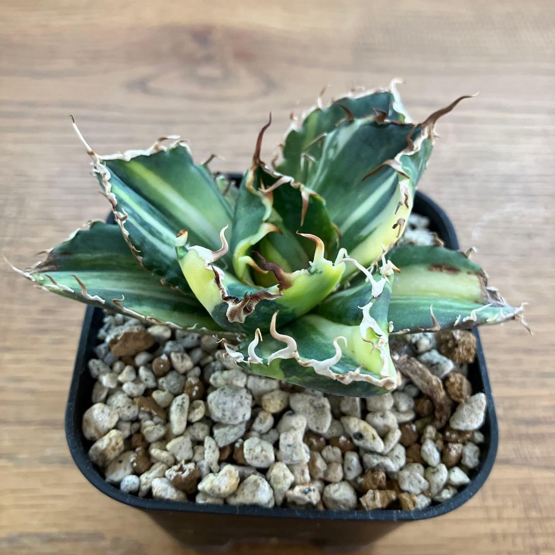 【鉢ごと発送】特大　美株　縞斑　アガべ　チタノタ　白鯨錦　TC