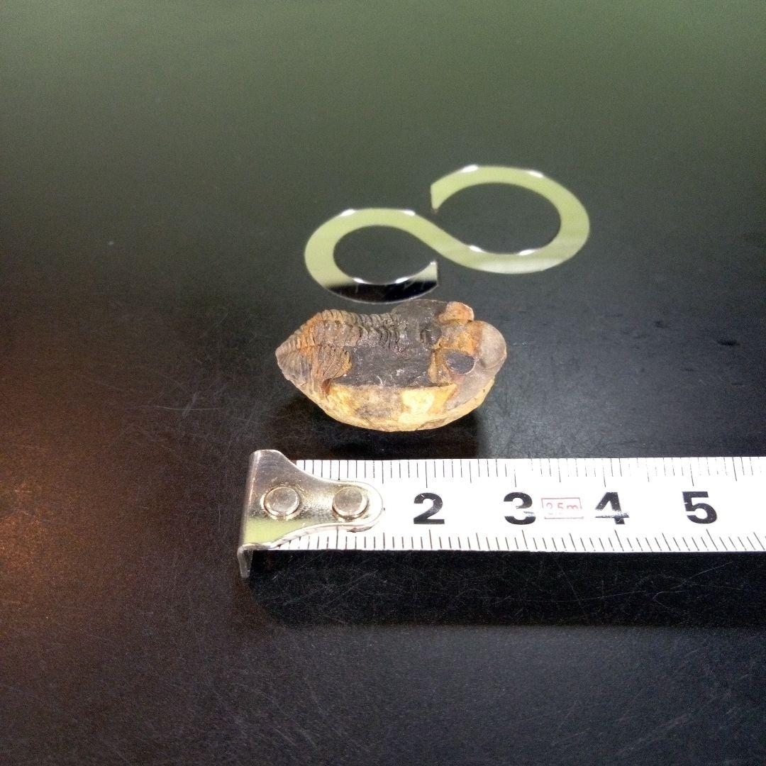 三葉虫　化石　fossil　ボリビア産　trilobite　南アメリカ化石郡②