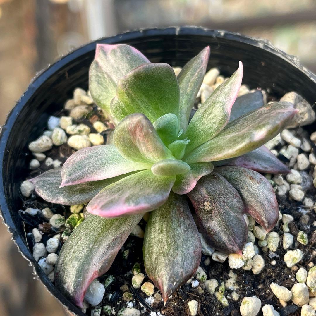 専用！　高級品種　稀少　インドネシア多肉　プリンス錦3点セット　速達代付