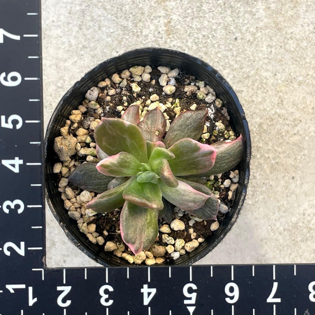 専用！　高級品種　稀少　インドネシア多肉　プリンス錦3点セット　速達代付