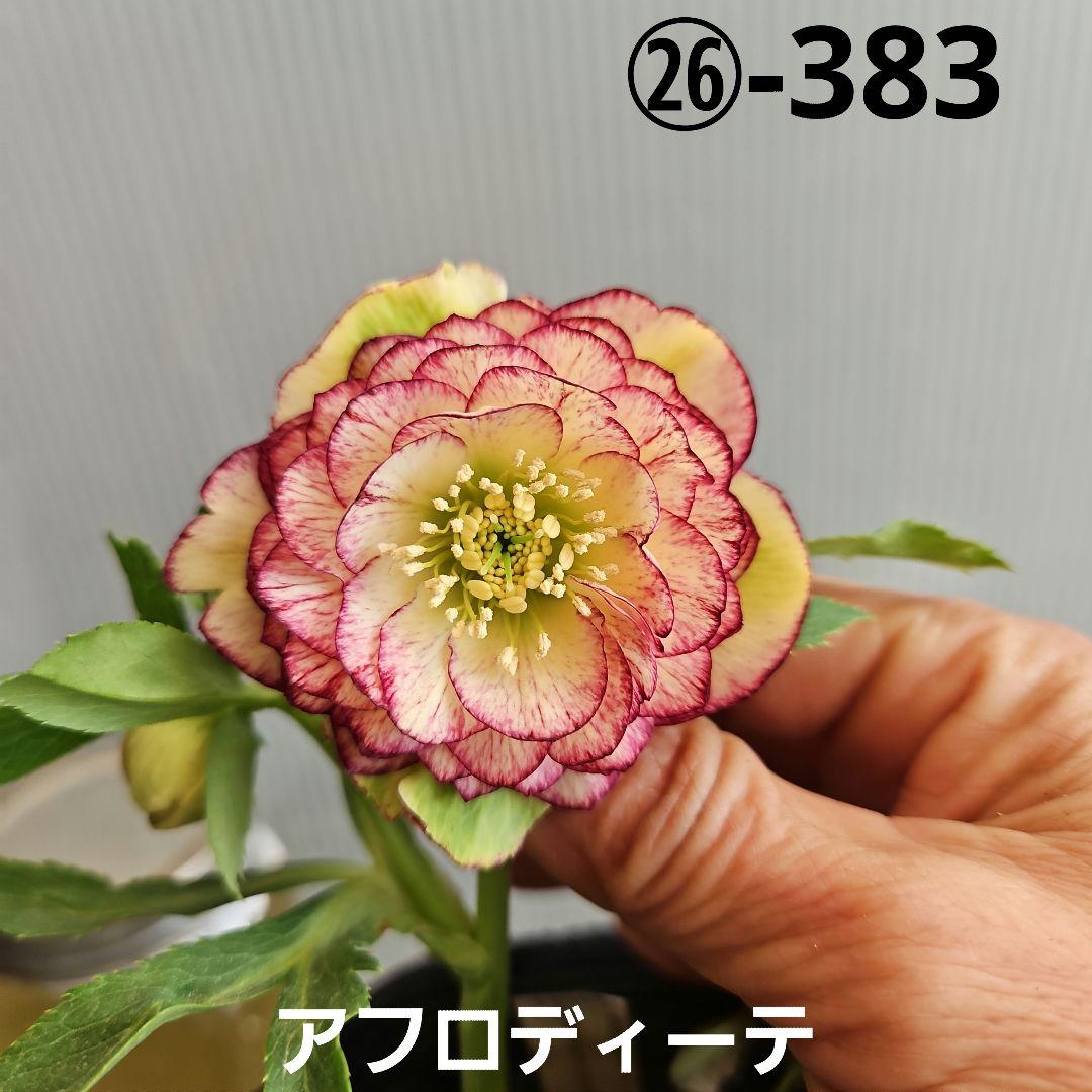 ㉖-383クリスマスローズ