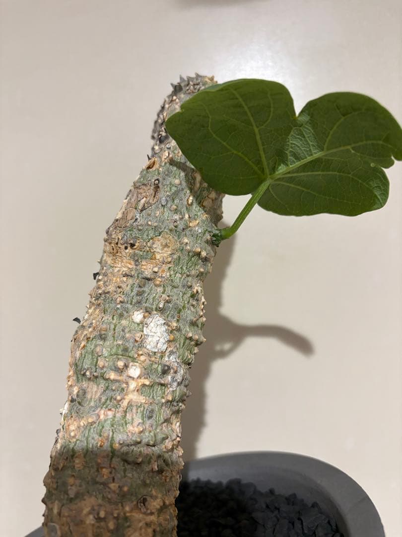 アデニア アクレアータ adenia aculeata 現地球 発根済