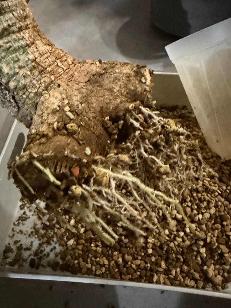 アデニア アクレアータ adenia aculeata 現地球 発根済