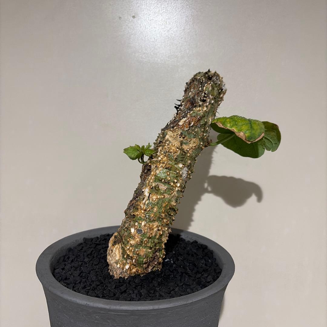 アデニア アクレアータ adenia aculeata 現地球 発根済