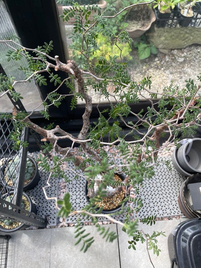 コミフォラ モンストローサ Commiphora Monstruosa