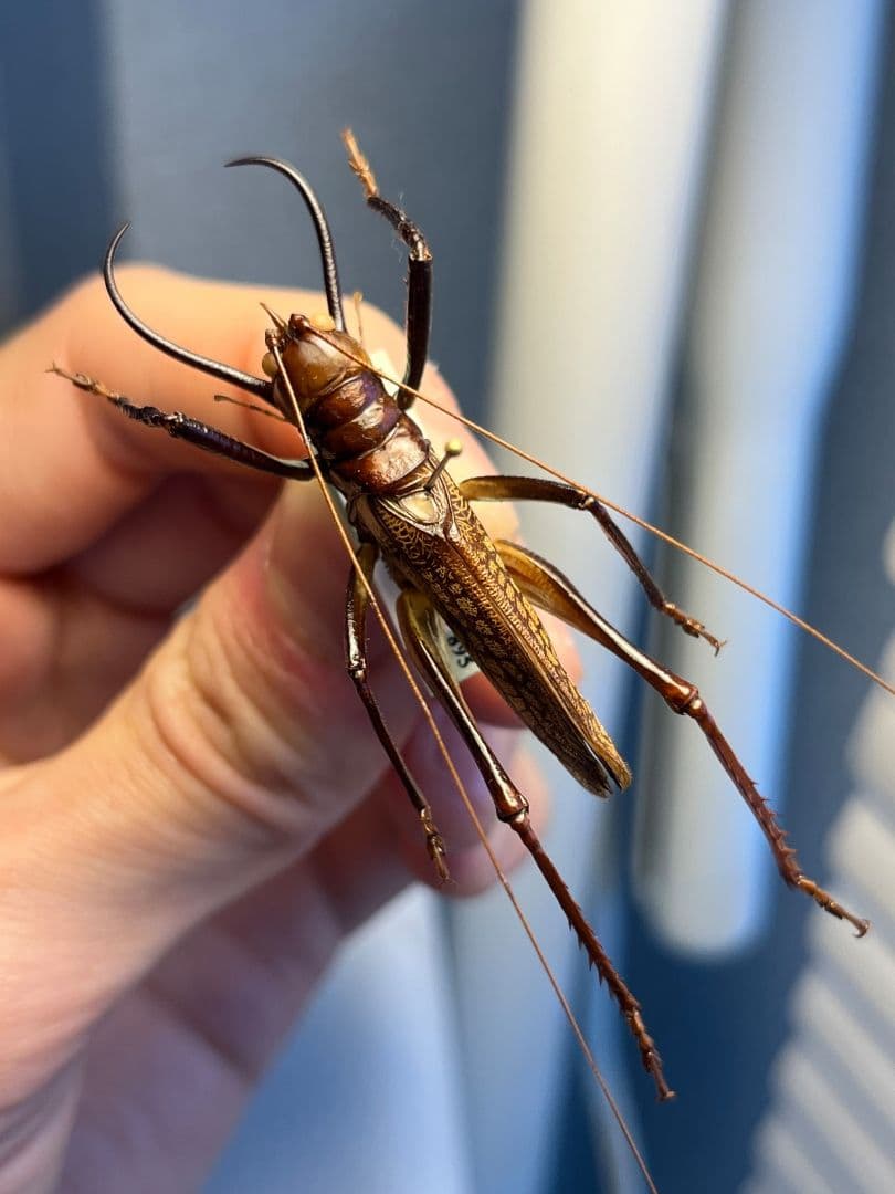 【極美展足】クワガタキリギリス 化け物キリギリス 昆虫標本 ウェタ バッタ