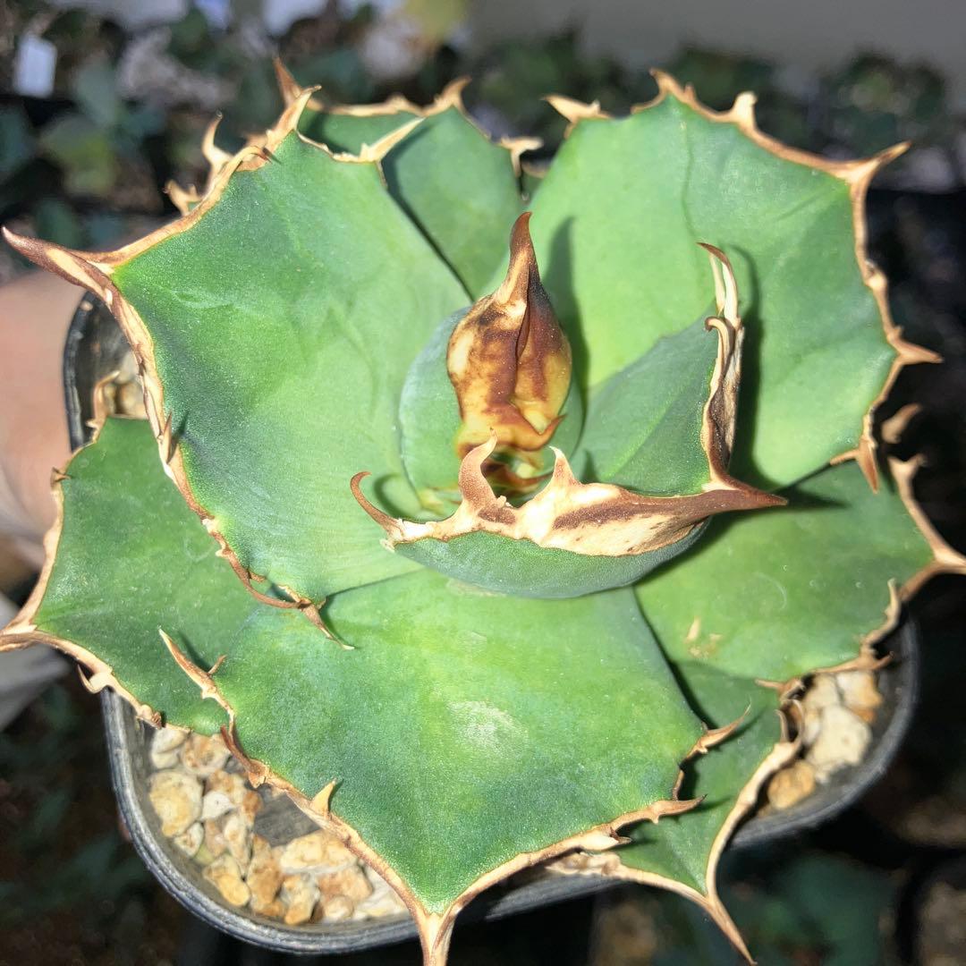 アガベ　トリケラトプス