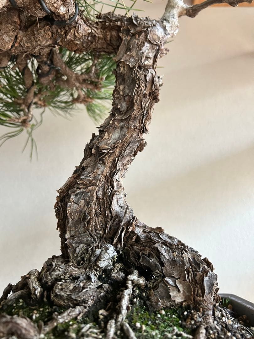 黒松　盆栽　中品　激古