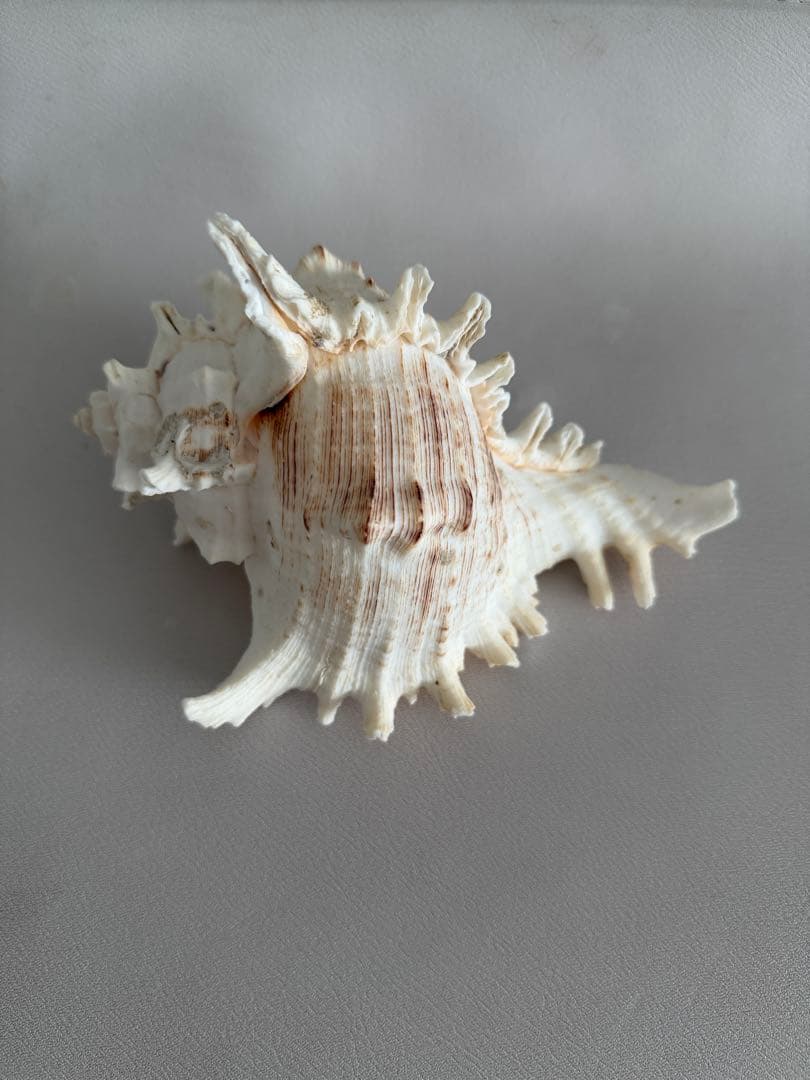 ユニークなグリーン系貝殻 約18cm