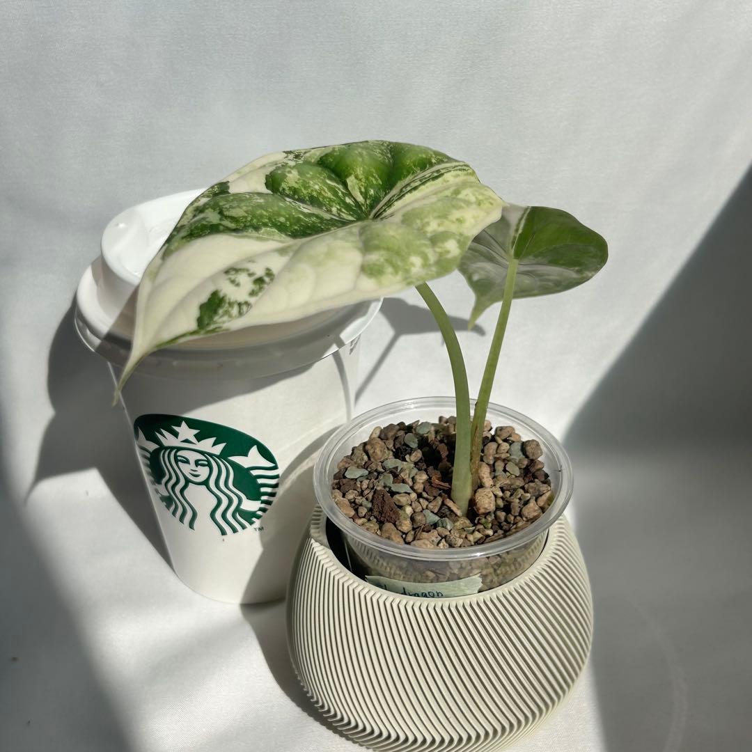 Alocasia Dragon Scale Variegata 【7】