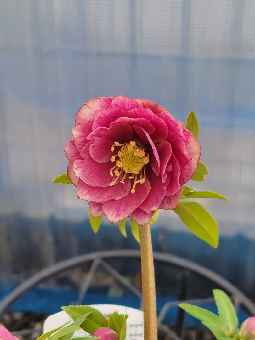 アンティークレッド白抜けダブル　クリスマスローズ　広瀬園芸　ソレイユ系