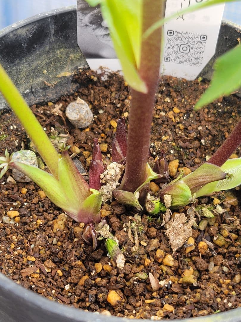 アンティークレッド白抜けダブル　クリスマスローズ　広瀬園芸　ソレイユ系