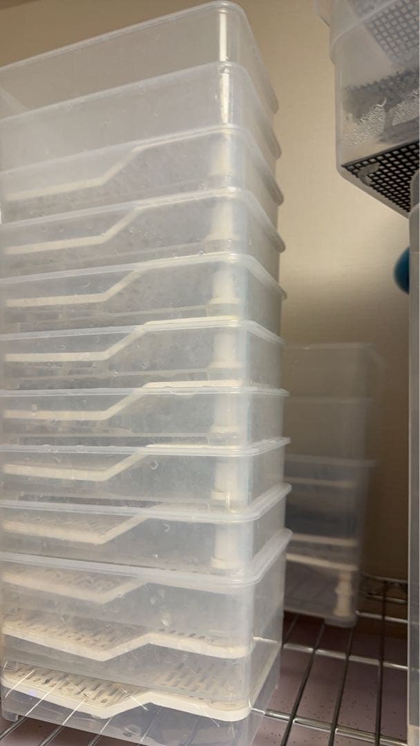 カメ専用飼育ケース　4個セット　中サイズ