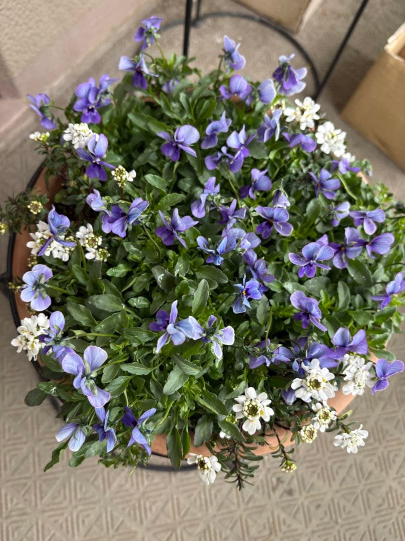 ブルージャスミンのおしゃれな鉢植え大型・スタンド付★ LAURA ASHLEY鉢