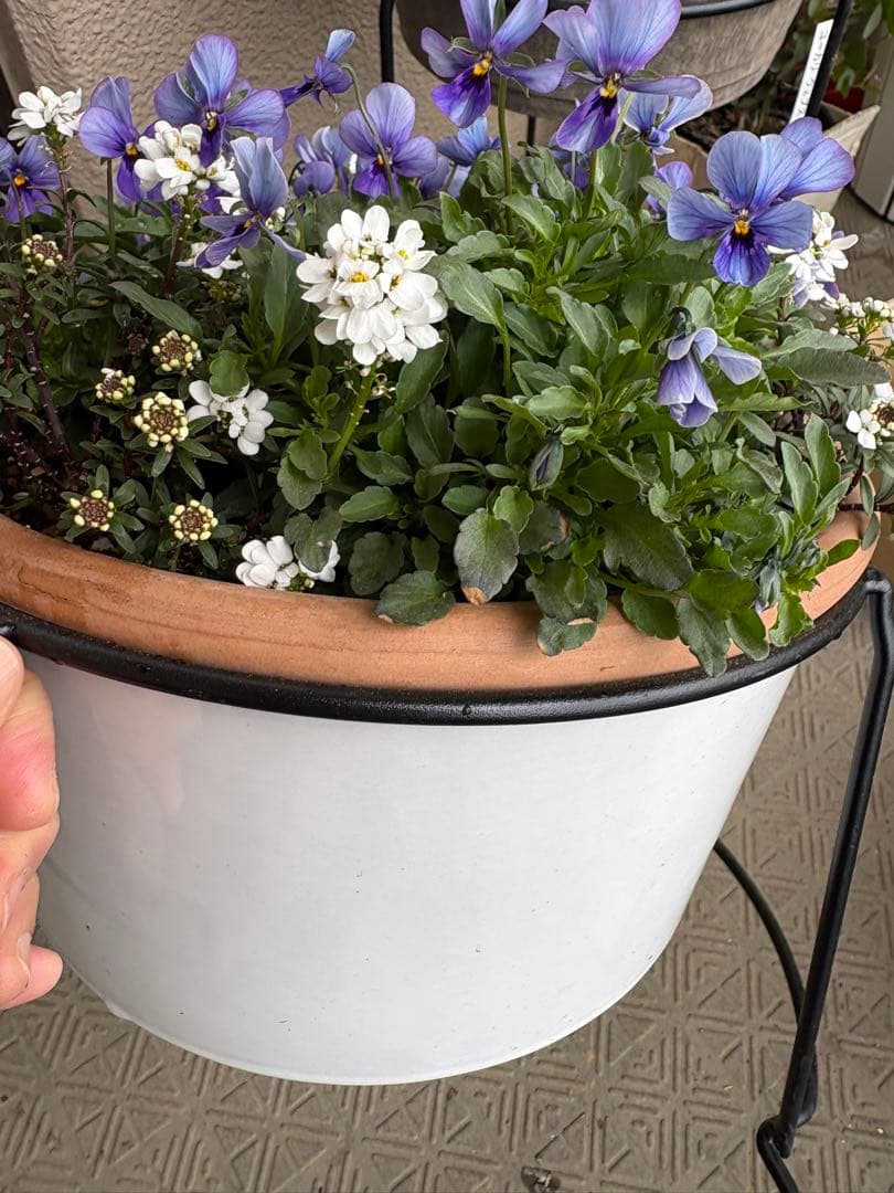 ブルージャスミンのおしゃれな鉢植え大型・スタンド付★ LAURA ASHLEY鉢