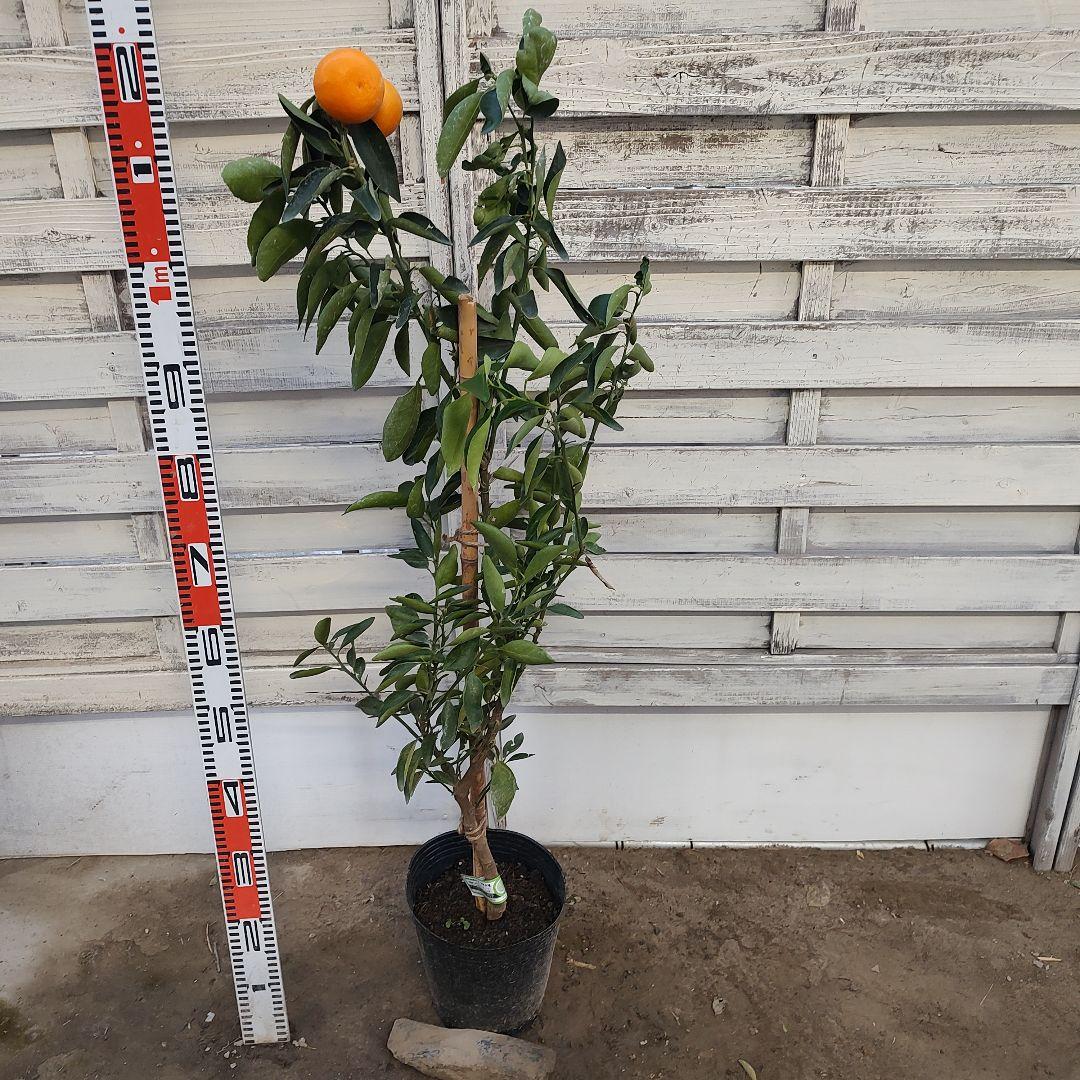 ★*★様 【02】せとか 3年生 登録品種 21cm7号ポリポット入り