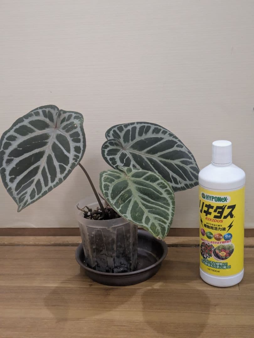 Anthurium アンスリウム　レッドクリスタリナム × KOS