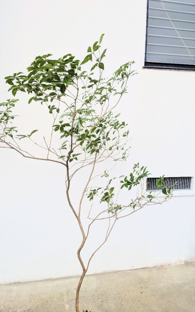 秀。山採りアセビ。