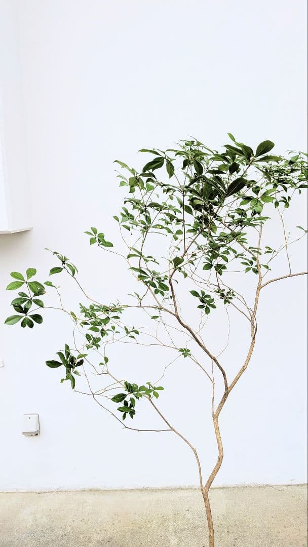 秀。山採りアセビ。