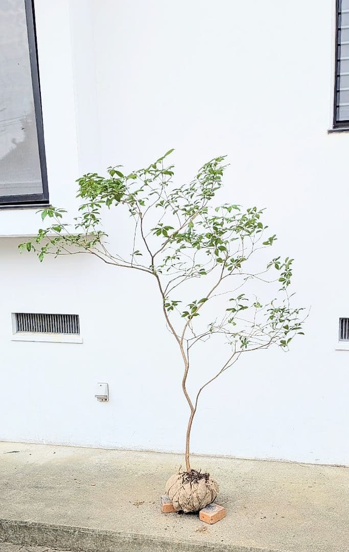 秀。山採りアセビ。