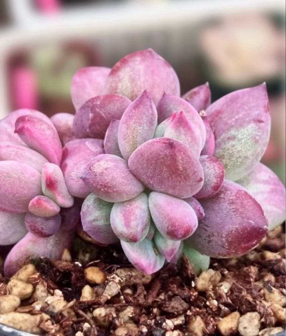 専用　レジョン錦