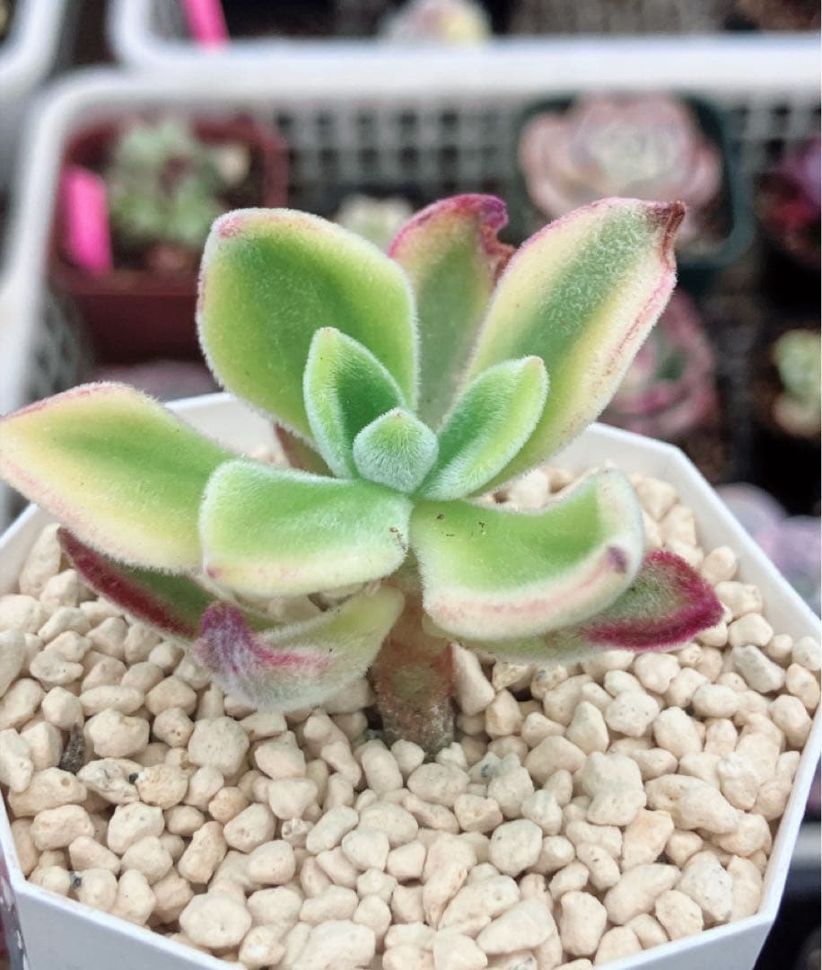 専用　レジョン錦