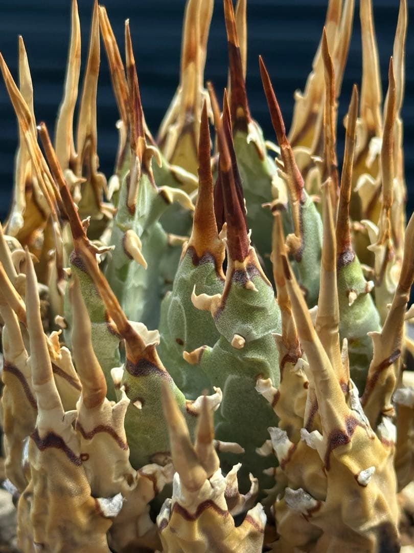 アガベ　ユタエンシス　エボリスピナ　陽炎　裏棘　連棘　発根済