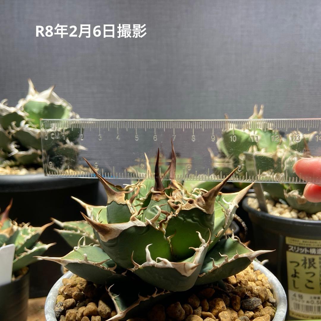 アガベ チタノタ 実生 オアハカ