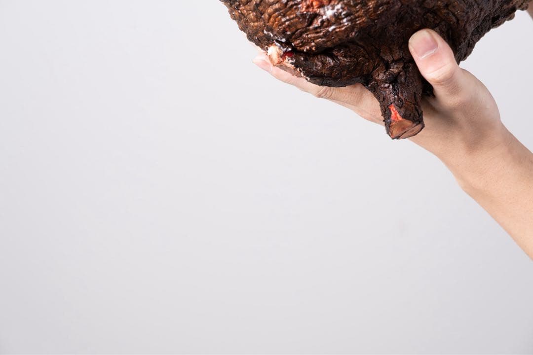 KP103 オペルクリカリア パキプス コーデックス ベアルート株　枝カット済み