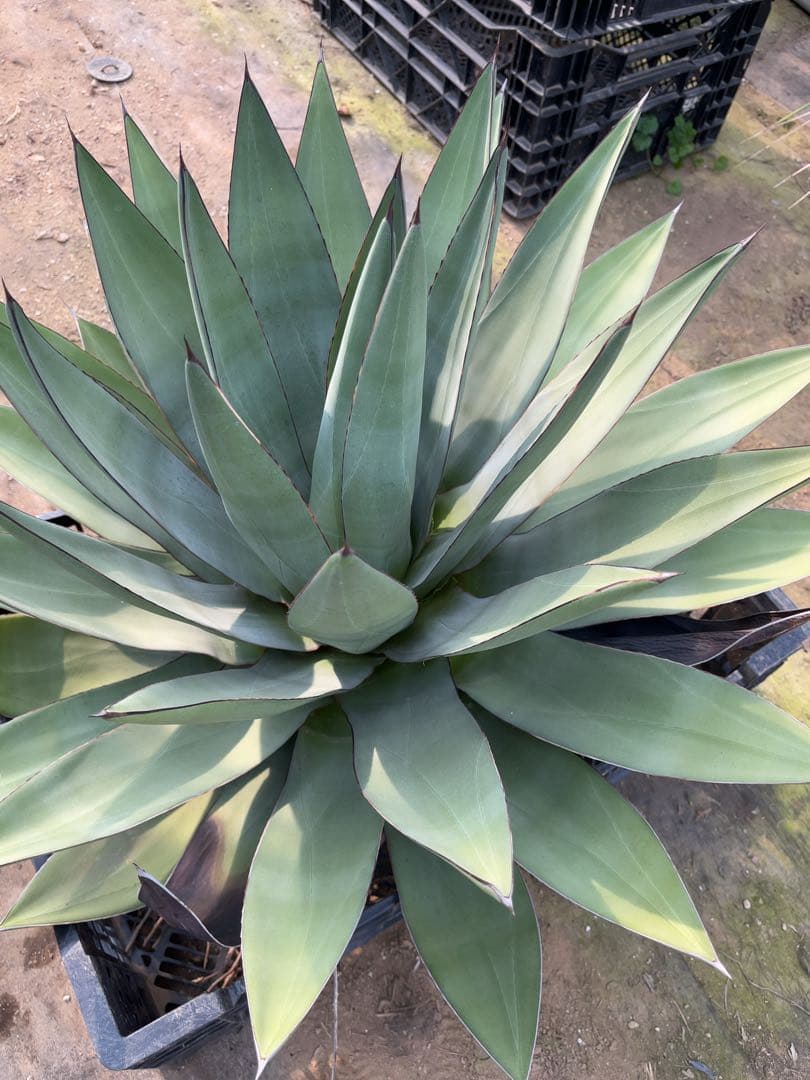 アガベ　オバティフォリア✖️ビクトリアレジーナ　大株