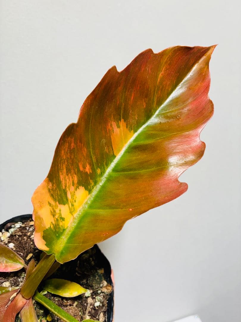 フィロデンドロン キャラメルマーブル Caramel Marble
