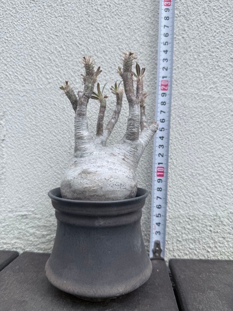 25/5/30出品 パキポディウムグラキリス(現地球) マカイエンセ　セット