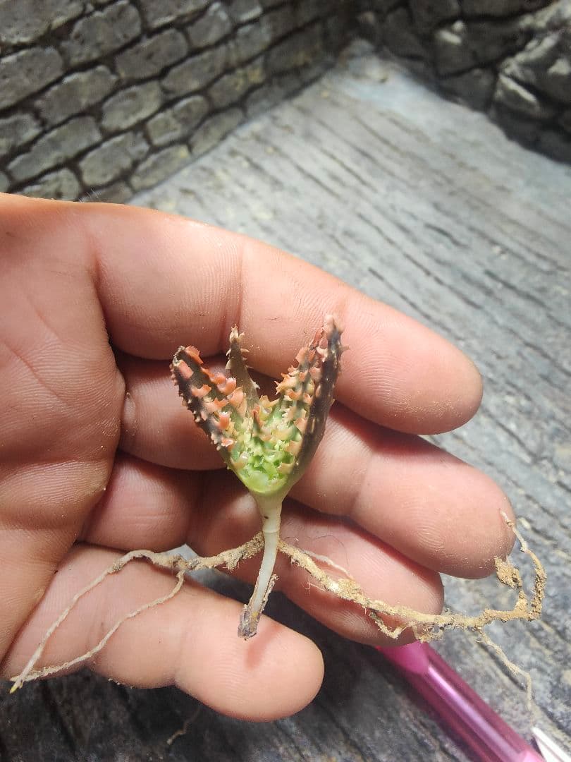 アロエ　TCTハイブリッド ライオンクイーン　赤札　J97