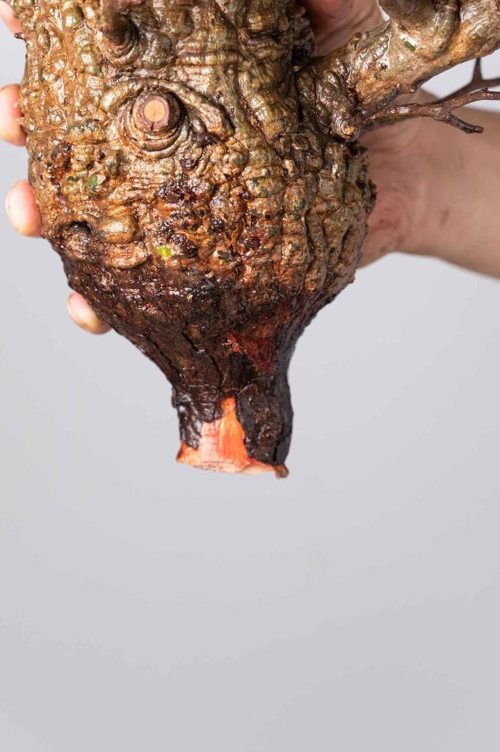 ★本日13時〆 LP56 オペルクリカリア パキプス コーデックス ベアルート株