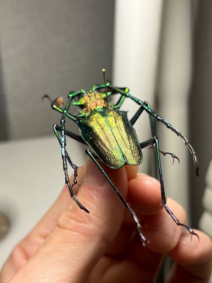 【赤緑】ルリオニカミキリ ムラサキオニノコギリカミキリ 昆虫標本