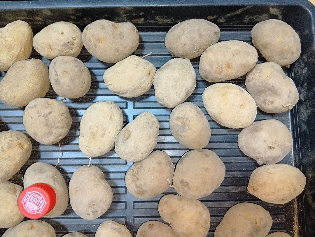 10kg m134 インカのめざめ 種芋