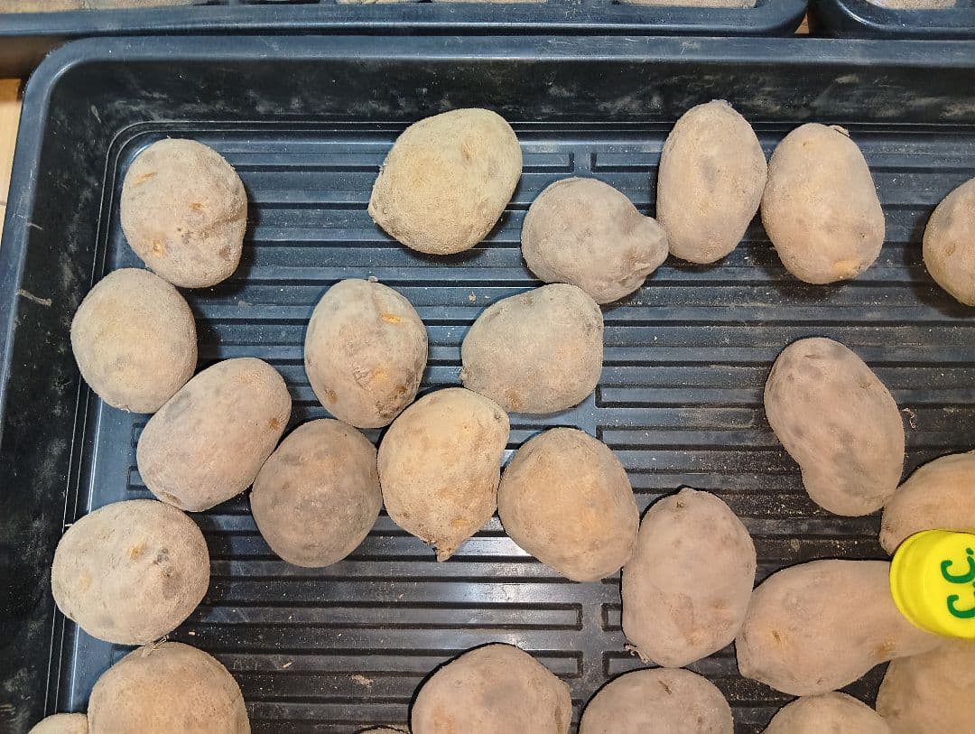 10kg m134 インカのめざめ 種芋