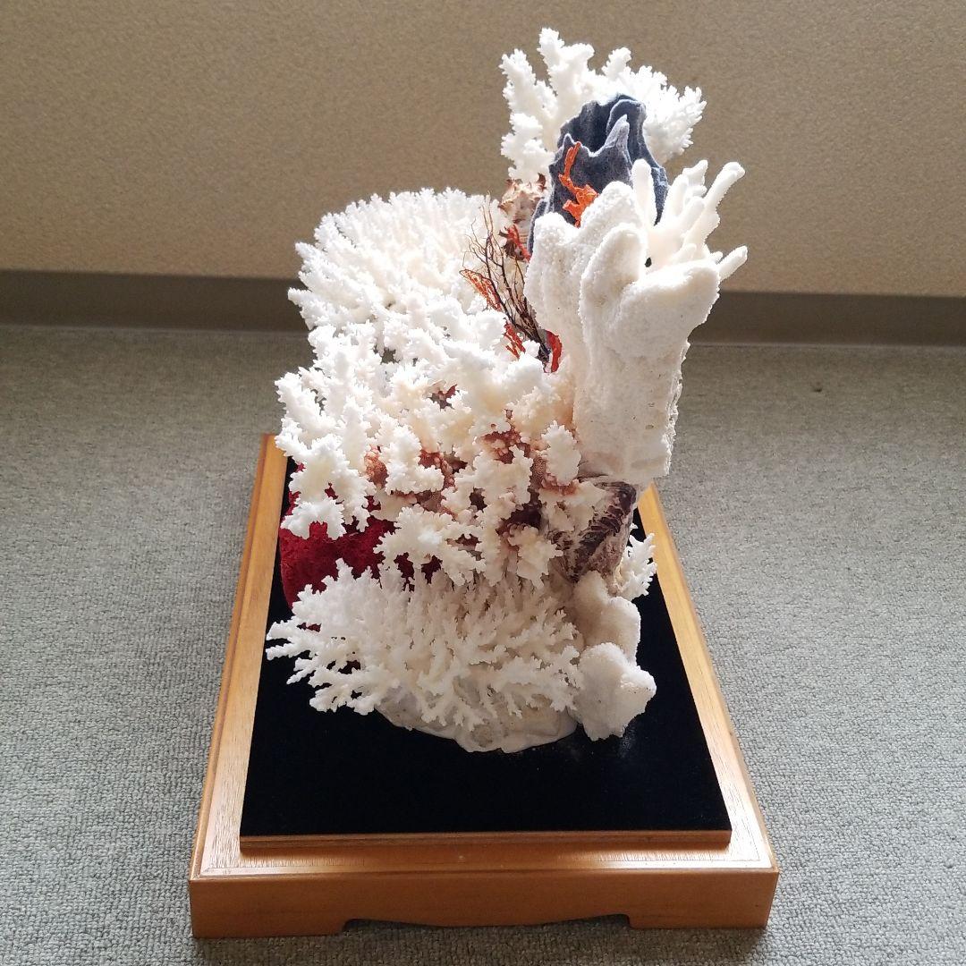 珊瑚置物
