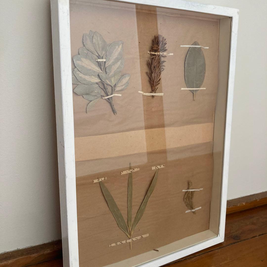 パリ　フランス製　アンティーク　押し花　ビンテージ　葉のボックスコラージュ 2